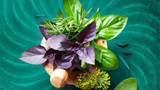 Why Fresh Kitchen Herbs Are Easier To Grow During India's Rainy Season