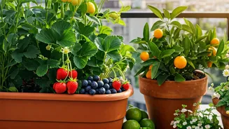 Small-Space Gardening Has Entered Its Fruity Era
