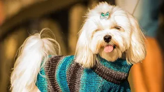 A Flexible Grooming Plan Responds to Coat, Activity and Climate