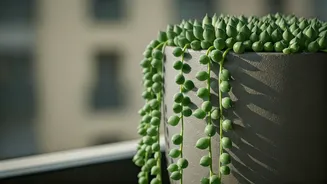 Hanging String Of Pearls Succulents Upgrades Balconies With Ultimate Aesthetic