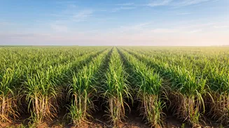 Why The World's Largest Sugar Consumer Now Needs A Million-Tonne Import