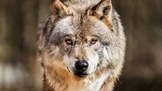 More Than 21,500 Wolves Are Drawing Wildlife Travellers Across Europe