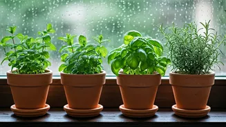 4 Fresh Aromatic Herbs That Love Rainy Windowsill Light