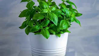 How Urban Residents Grow Fresh Basil Mint And Curry Leaves In Pots