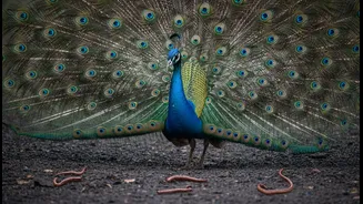 From Peacocks To Earthworms, Animals That Thrive In Rainy Weather