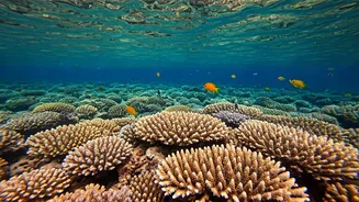 Africa's Aquatic Wonders: Snorkeling Hotspots Unveiled