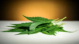 Gudi Padwa 2026: Unveiling the Profound Meaning Behind Eating Neem Leaves