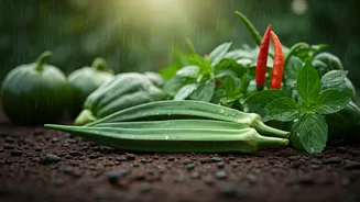 Rainy Season Gardening Starts With These Crops