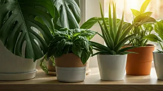 Cultivate Wellness: Top 7 Home Plants for a Healthier You on World Health Day