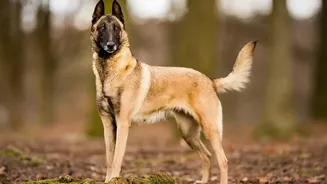 How To Protect Your Dog Paws From Fungal Infections After Damp Monsoon Walks In India