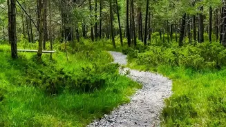 Discover Scenic Pine Forest Trails In Shoja Away From Tourist Crowds