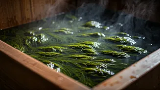 Seaweed Bathing: An Ancient Ocean Therapy Revived for Modern Wellness