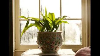 Best Indoor Plants for Monsoon in India