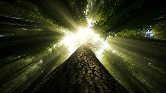 Forest Retreats Become Travel Goals