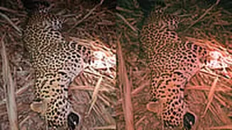 Pune: 'Man-Eating' Leopard Shot Dead By Rescue Team After Series Of Fatal Attacks In Junnar Taluka