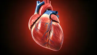 Cardio's Role: Muscle Gains & Fat Loss