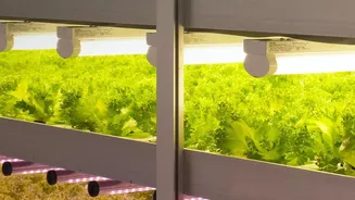 Mahabaleshwar Farmers Test AI and Vertical Growing Against Weather Losses