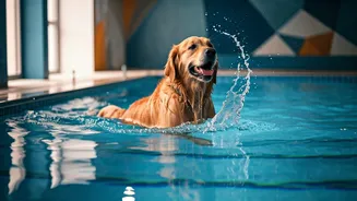 Keep Dogs Cool This Weekend Booking Indoor Pool Packages