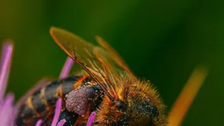 The New Chhattisgarh Pollen Study: Checking Lake Sediments Matters More than Modern Weather Stations Alone