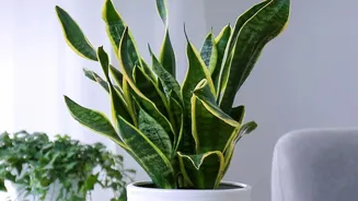 How air-purifying house plants clean indoor air trapped in small bedrooms during long winter months