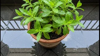 Wet Balconies Make Overwatering Easier And Plant Recovery Harder