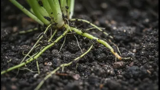 How To Identify Early Sub-Surface Root Rot Symptoms In Balcony Greenery Before Leaves Yellow