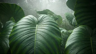 Kerala In Rain Feels Cheaper And Dreamier