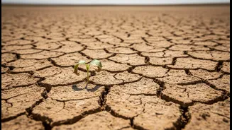 Before You Act, Understand Goa's Weak Monsoon Spell and Rain Deficits