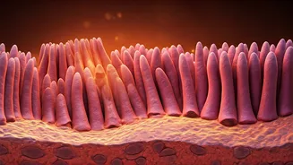 Celiac Disease Explained: Understanding the Gluten Reaction and Its Impact on Your Gut