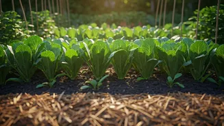 June Gardening Is The Calm Before Green Chaos