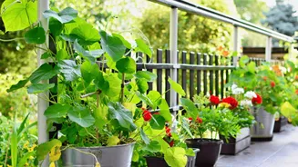 To create your dream balcony garden, use this AI tool