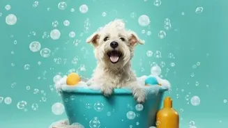 How to care for your pet during monsoon