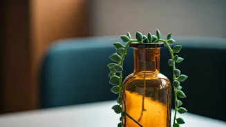 Grow Trailing Jade Plant Stems In Apothecary Bottles Easily