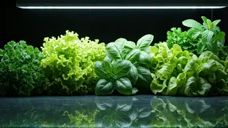 Grow Lights Make Indoor Greens More Realistic