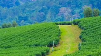 Budget Coffee Estate Retreats Are Ideal For Nature And Slow Travel