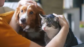 Lambedura excessiva e isolamento: como descobrir se o seu cão ou gato está ansioso