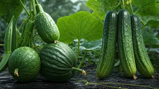 These Vegetables Thrive In Rainy Conditions