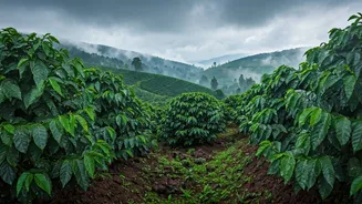 Chikmagalur Peaks Welcome Early Seasonal Mountain Showers Post Heat