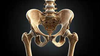 Want Strong Bones After 60? Read This Guide