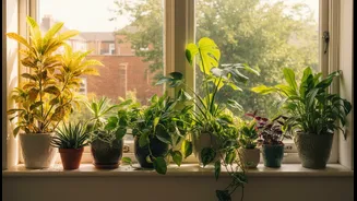 Plant Care Becomes Easier When Greenery Is Grouped By Light Needs