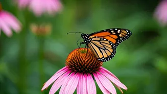 Butterflies Become The New Garden Guests