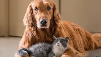 Why Wet Walks In Monsoon Cause Paw Fungal Infections And How Urban Parents Fix It