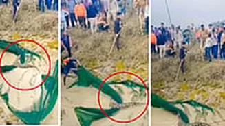 MP News: Crocodile Spotted In Datia Canal After Unseasonal Rain; Panicked Villagers Rush With Ropes & Nets To Trap It-- VIDEO VIRAL