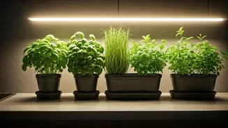 Kitchen-Counter Gardening Is Cute, Useful And Easy