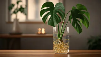 No Soil, No Pests, No Plant Guilt