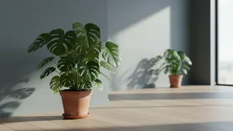 Gradual Rotation Can Reduce the Risk of Sudden Leaf Damage