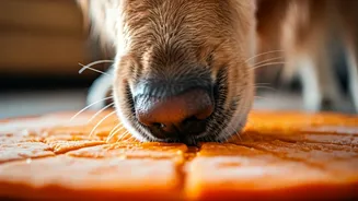 Dog Trainers Recommend Frozen Pumpkin Mats For Rainy Days
