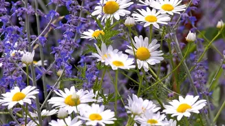 Did you know? These herbs can help you combat anxiety