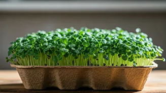 Charming Cardboard Tray Microgreens Capture Aesthetic Low Cost Gardening Trend