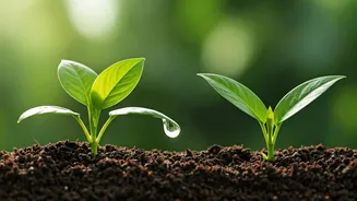 Don't Water Indoor Plants On A Fixed Schedule